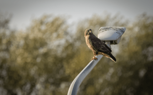 How can local businesses benefit from the Hull and East Yorkshire Local Nature Recovery Strategy?
